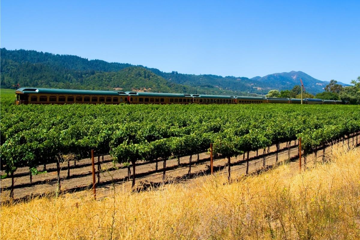 Passenger train with green roof next to rows of green grape vines and yellow-gold grasses in the foreground, with tree-covered hills and blue sky in the background