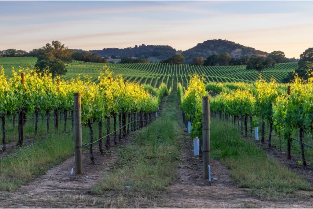 Vineyard with sunlight shining on rows of green vines in the foreground and hills and pink and blue sky in the background