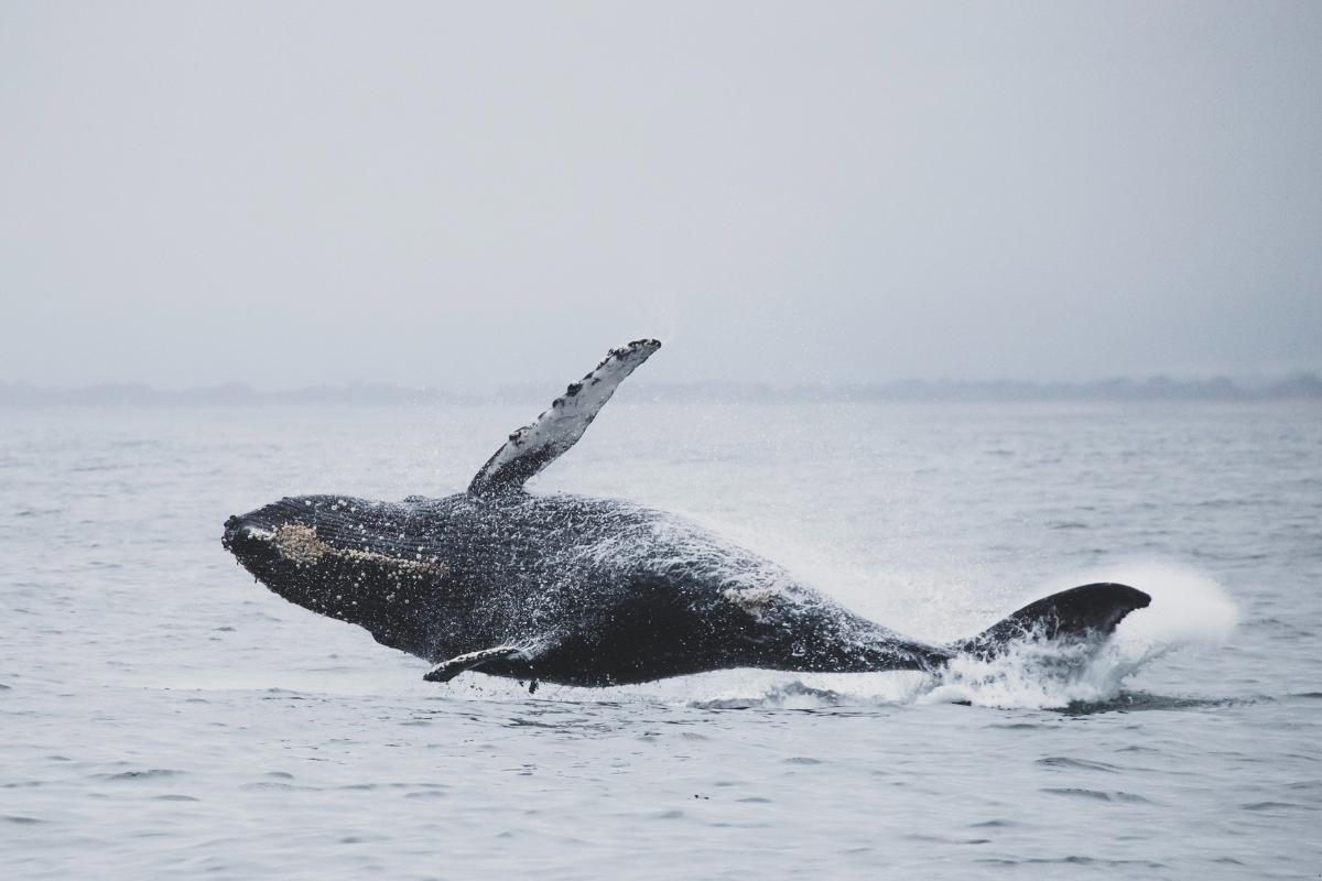 Whale jumping out of the water in Monterey Bay. The day is overcast, so the sky is a hazy shade of grey, the water is grey, and the foggy coastline can be seen in the distance. The whale is covered in light brown barnacles, has its right fin in the air, and is making a small splash as it jumps.