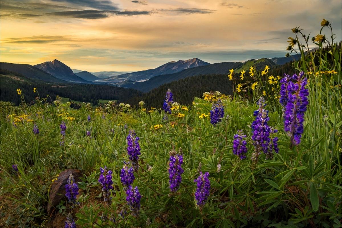 Purple and yellow wildflowers in a green meadow at sunrise, with dark mountain peaks in the distance and a blue, yellow, and light orange sky overhead.