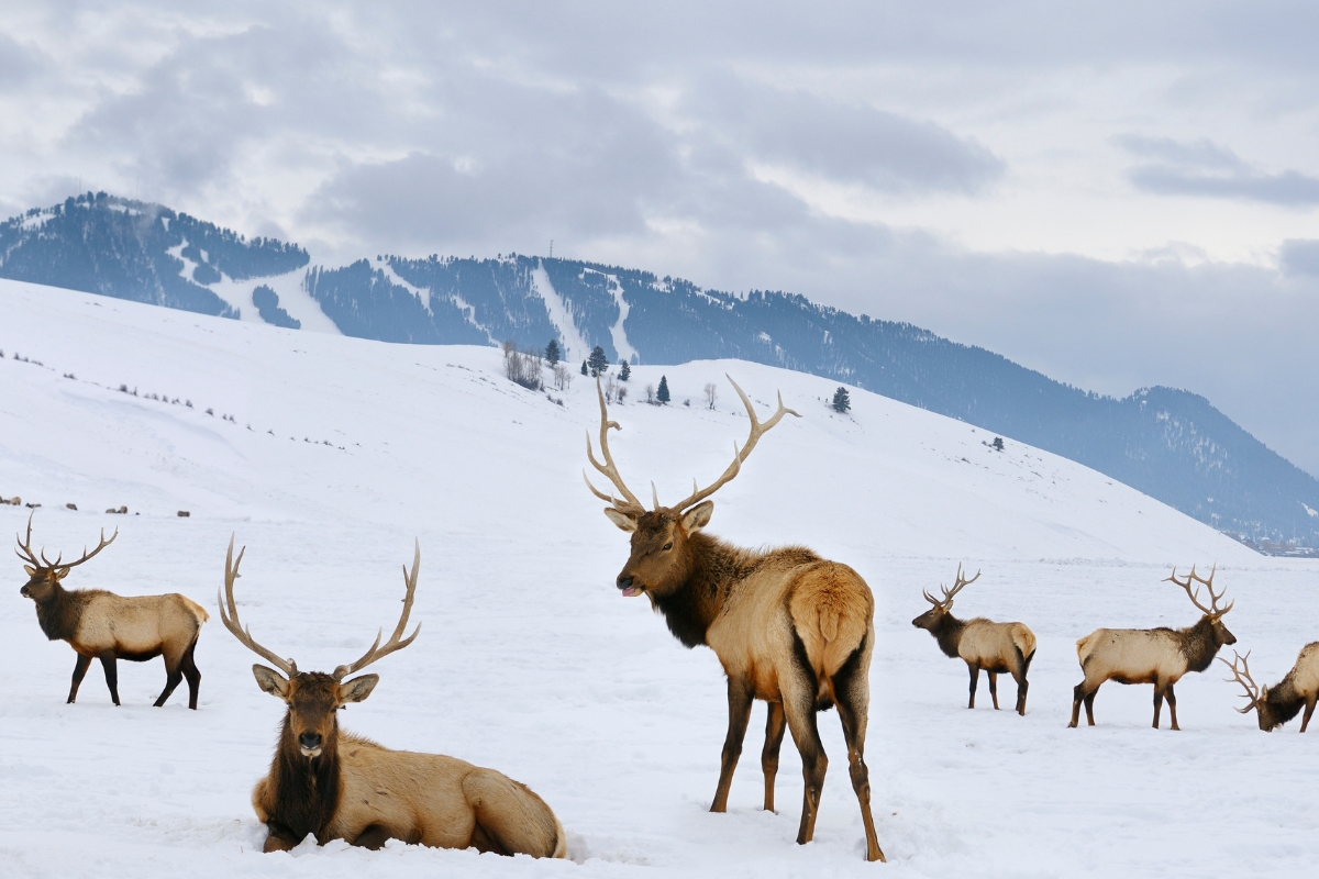 Wide open snow covered landscape with a few sparse trees and large mountains in the background, a small herd of brown elk in the foreground, and grey cloudy sky overhead.