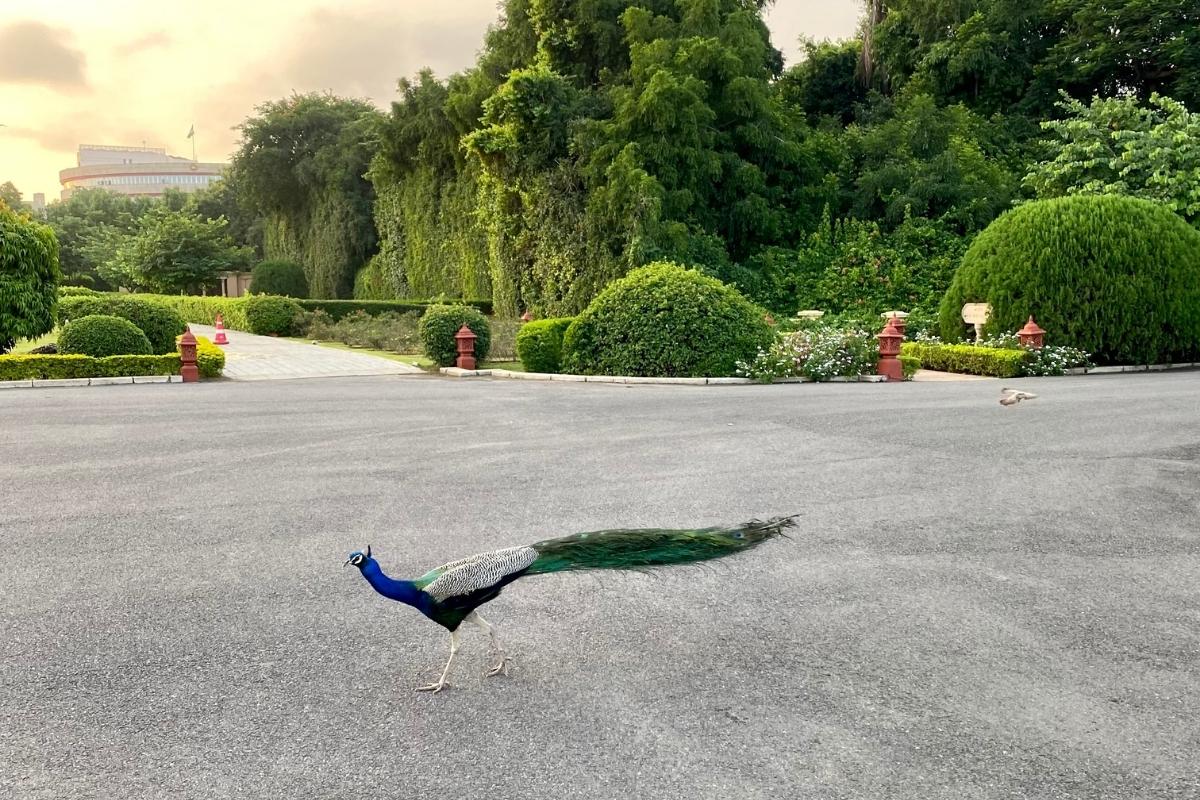Small peacock walking on a paved area in front of lush green gardens, trees, and stone pathway.