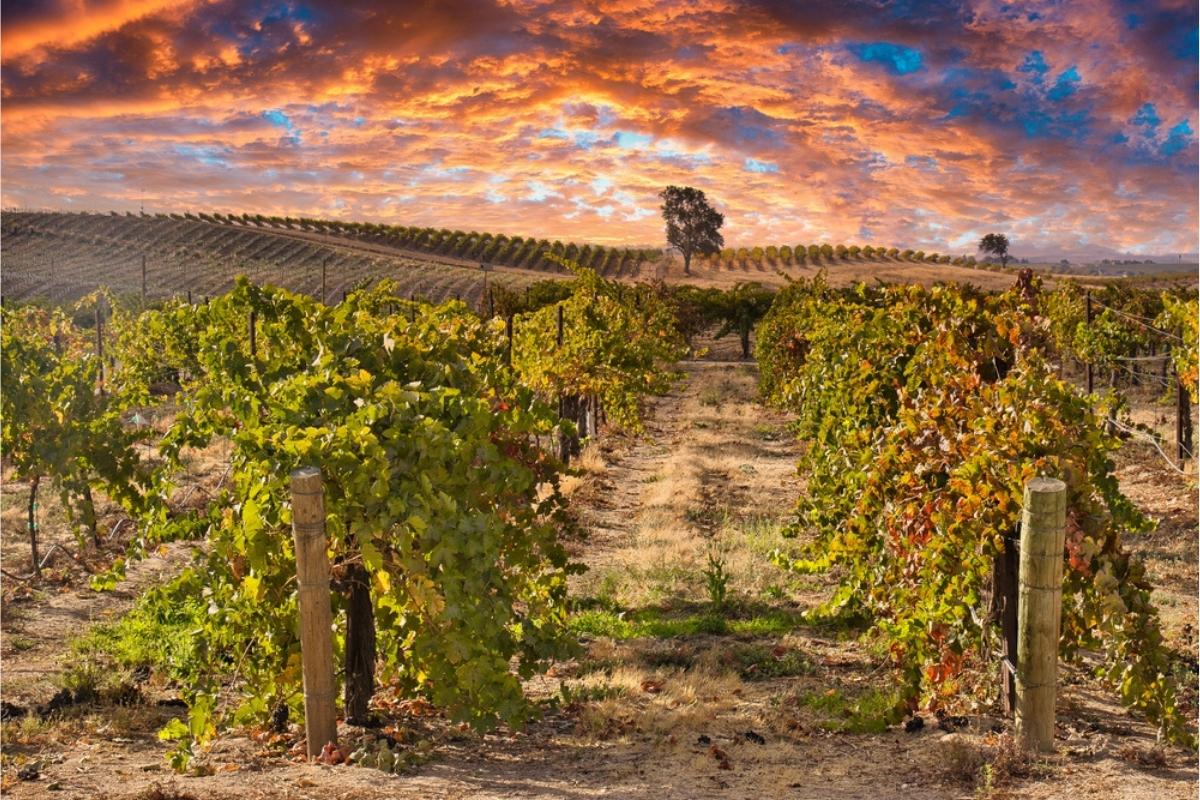Paso Robles vineyards at sunset under blue and orange skies, with rolling hills and trees in the distance.