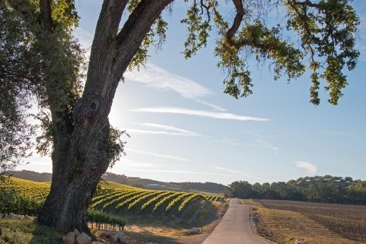 Paso Robles vineyard with small country road at dawn. There's a tree in the foreground, trees and hills in the background, and blue sky with white clouds overhead.