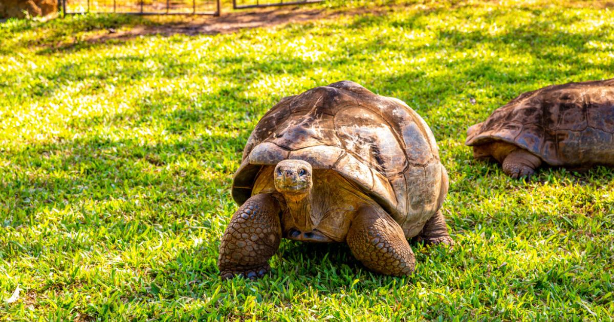 Two Galápagos Giant Tortoises at a grassy tortoise sanctuary in the Galápagos Islands