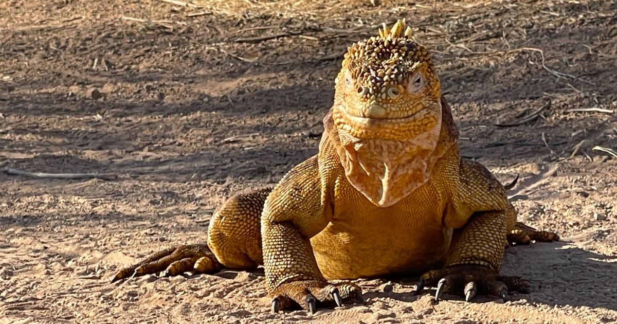 Close up of a Galápagos land iguana in the dirt just off the walking path