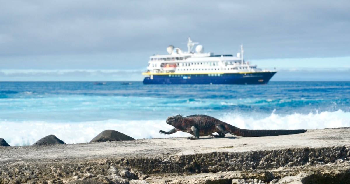 Marine iguana walking on a rock wall with blue ocean and a large ship in the background. The sky is slightly overcast and grey.