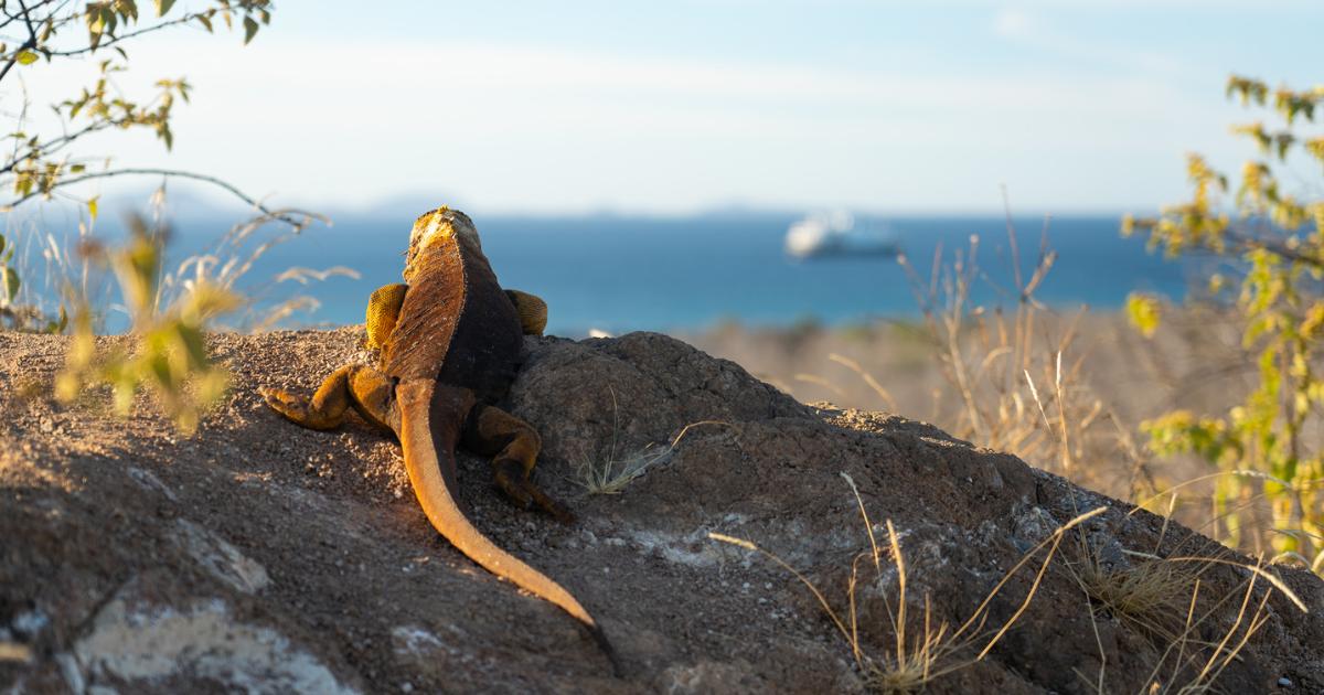 Galápagos iguana sunning on a rock overlooking blue water and cruise ship in the distance