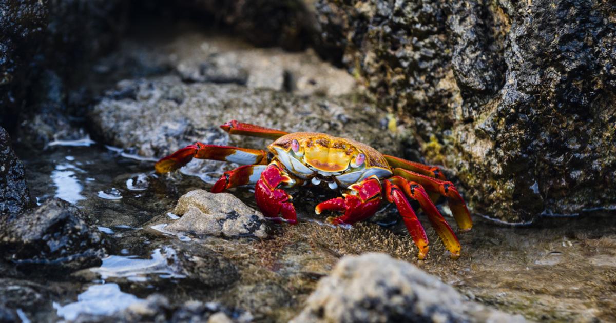 Close up of the red, yellow, and gray Sally Lightfoot crab among rocks and water in the Galapagos