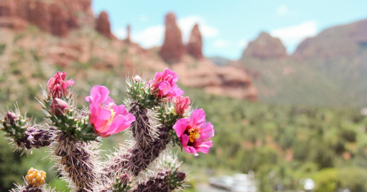 Up close shot of a Sedona desert cactus with pink and yellow flowers and green and brown mountain landscape blurred in the background
