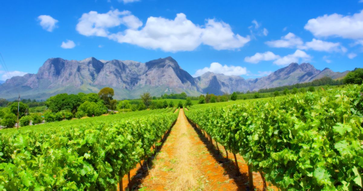 South Africa vineyard, with rows of green vines along both sides of a brown dirt path. There are green trees and mountains in the distance and blue sky with white clouds overhead.